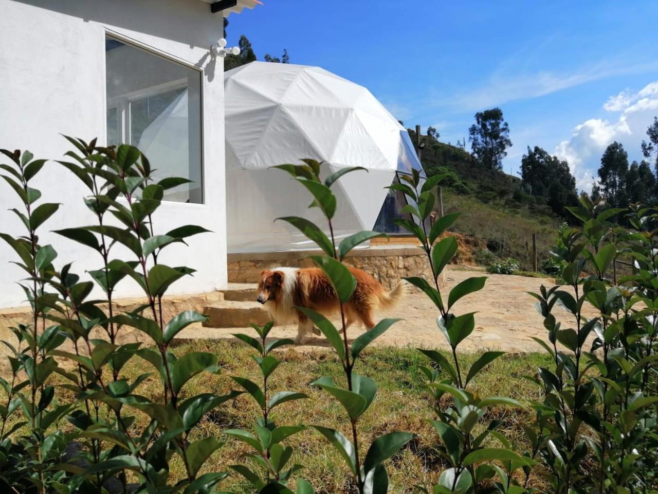 Luxury tent Glamping Nido
